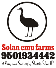 start emu farming and gain high profits