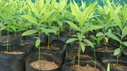 Sandalwood seedlings and seeds for sale