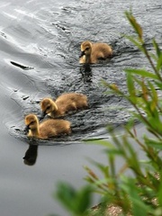 TRADE IN COMMODITY WITH THE POWER OF UNICON  