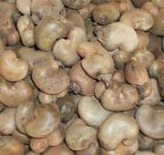 selling cashew nuts