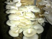 MUSHROOM SWAYAM ROJGAR YOJANA.....