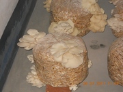 MUSHROOM SWAYAM ROJGAR YOJANA.........................................
