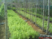 SANDAL WOOD SAPLING & RED WOOD SAPLING FOR SALE AT DIDNDUGUL TAMILNADU