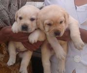 Labrador  puppy for sale