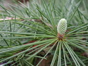 Treating Allergy Naturally with Therapeutic Essential Oils at Aryan Ex