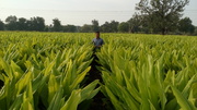 Deokar Farming & Products