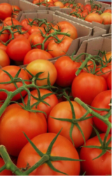  Supplies of Tomatoes Red Round