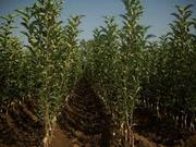 Seedlings of fruit trees Serbia