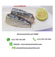 wholesale Moroccan sardines