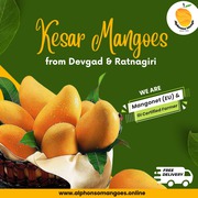 Buy Fresh Alphonso Mangoes & Hapus Mangoes Online in India