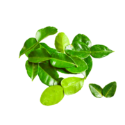 image Kaffir Lime Leaves