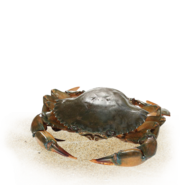 Soft shell crab farming